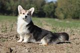 CORGI PEMBROKE 668